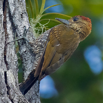 Red-stained Woodpecker