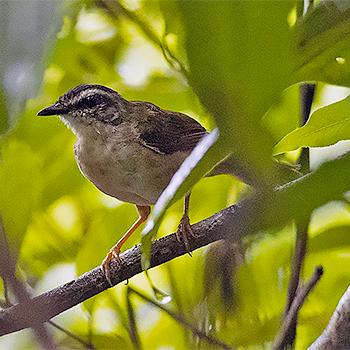 Riverbank Warbler