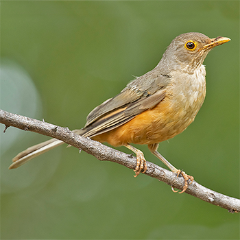 Rufous-bellied Thrush