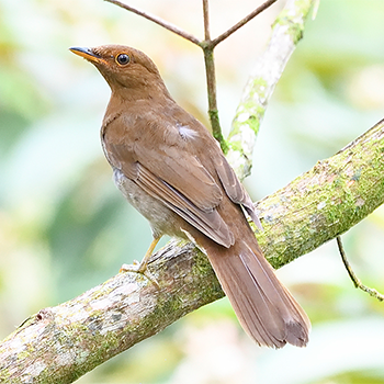 Rufous-brown Solitaire