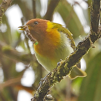 Rufous-headed Tanager