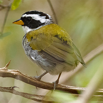 Sao Francisco Sparrow