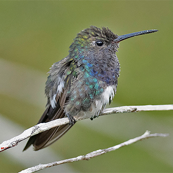 Sapphire-spangled Emerald