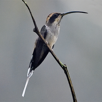 Scale-throated Hermit