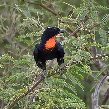 Scarlet-throated Tanager