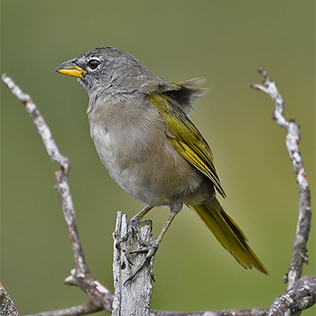 Pale-throated Pampa-finch (Serra Finch)