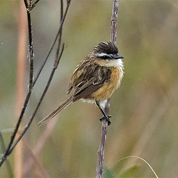 Sharp-tailed Tyrant