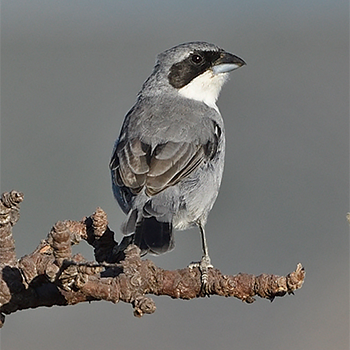 White-banded (Shrike-like) Tanager