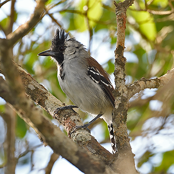Silvery-cheeked Antshrike