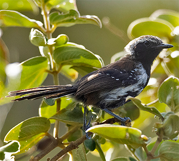Sincora Antwren