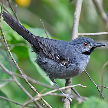 Slender Antbird