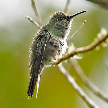 Sombre Hummingbird