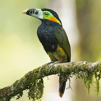 Spot-billed Toucanet