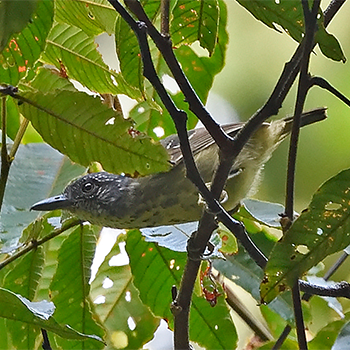 Spot-breasted Antvireo