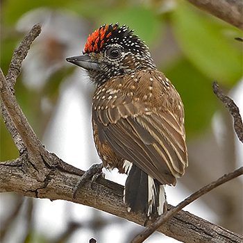 Spotted Piculet