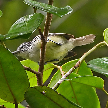 Streak-capped Antwren