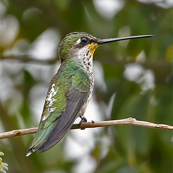 Stripe-breasted Starthroat