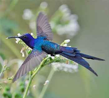 Swallow-tailed Hummingbird