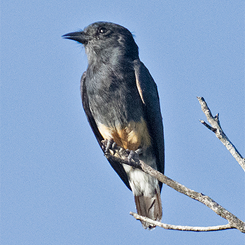Swallow-winged Puffbird