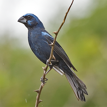 Ultramarine Grosbeak