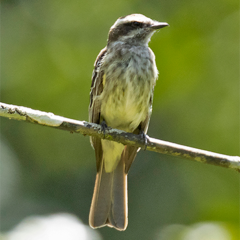 Variegated Flycatcher