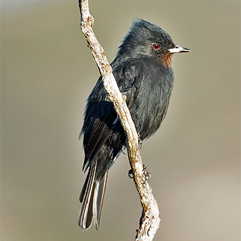 Velvety Black Tyrant