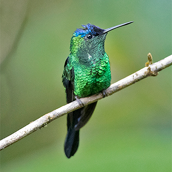 Violet-capped Woodnymph