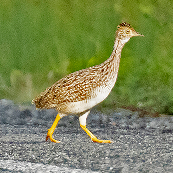 White-bellied Nothura