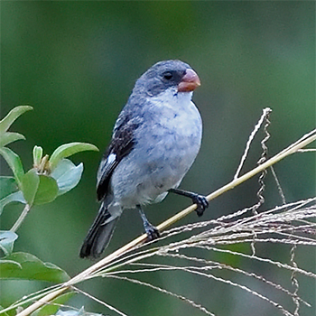 White-bellied Seedeater