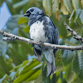 Turquoise (White-bellied) Tanager