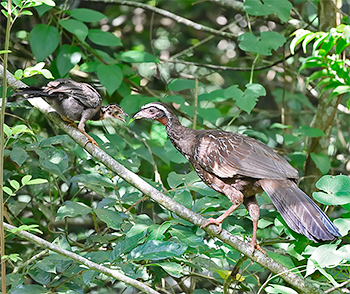 White-browed Guan