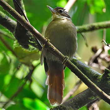 White-collared Foliage-gleaner