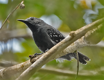 White-flanked (Silvery-flanked) Antwren
