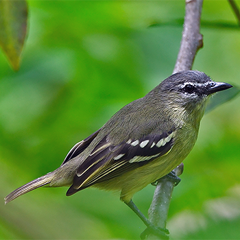 White-lored Tyrannulet