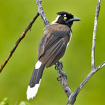 White-naped Jay