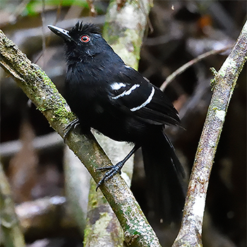 White-shouldered Fire-eye