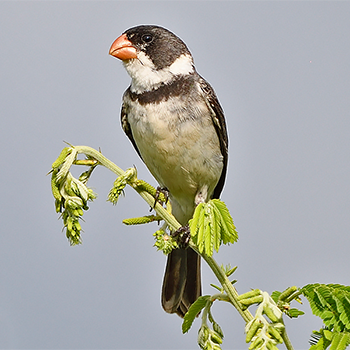White-throated Seedeater