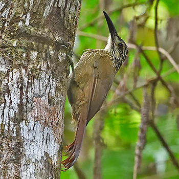 White-throated Woodcreeper