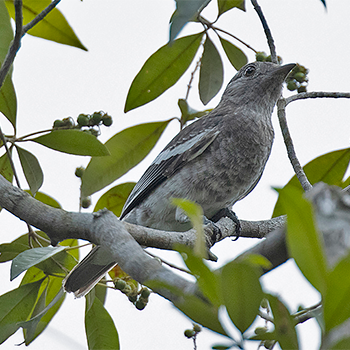 White-winged Cotinga