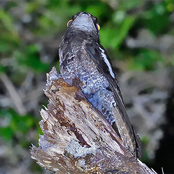 White-winged Potoo
