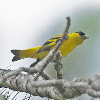 Yellow-faced Siskin
