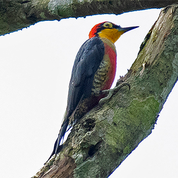 Yellow-fronted Woodpecker