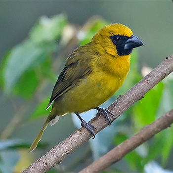 Yellow-green Grosbeak