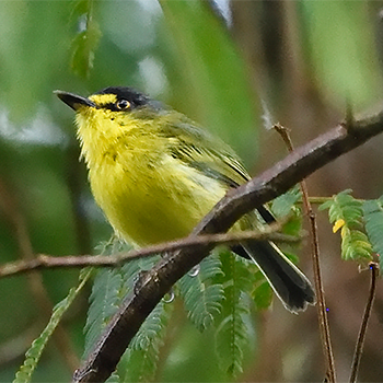 Grey-headed (Yellow-lored) Tody-flycatcher