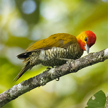 Yellow-throated Woodpecker