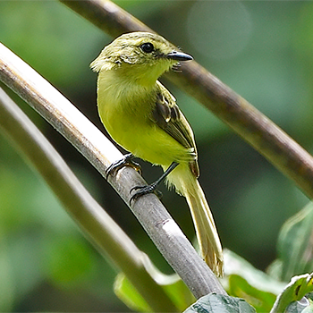 Yellow Tyrannulet