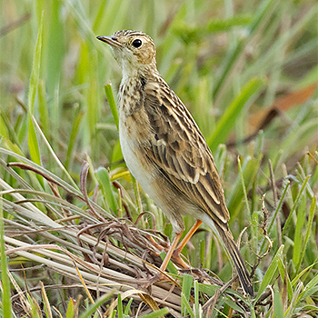 Yellowish Pipit