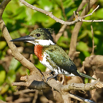 Amazon Kingfisher