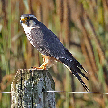Aplomado Falcon