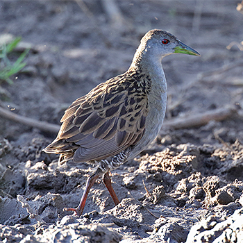 Ash-throated Crake